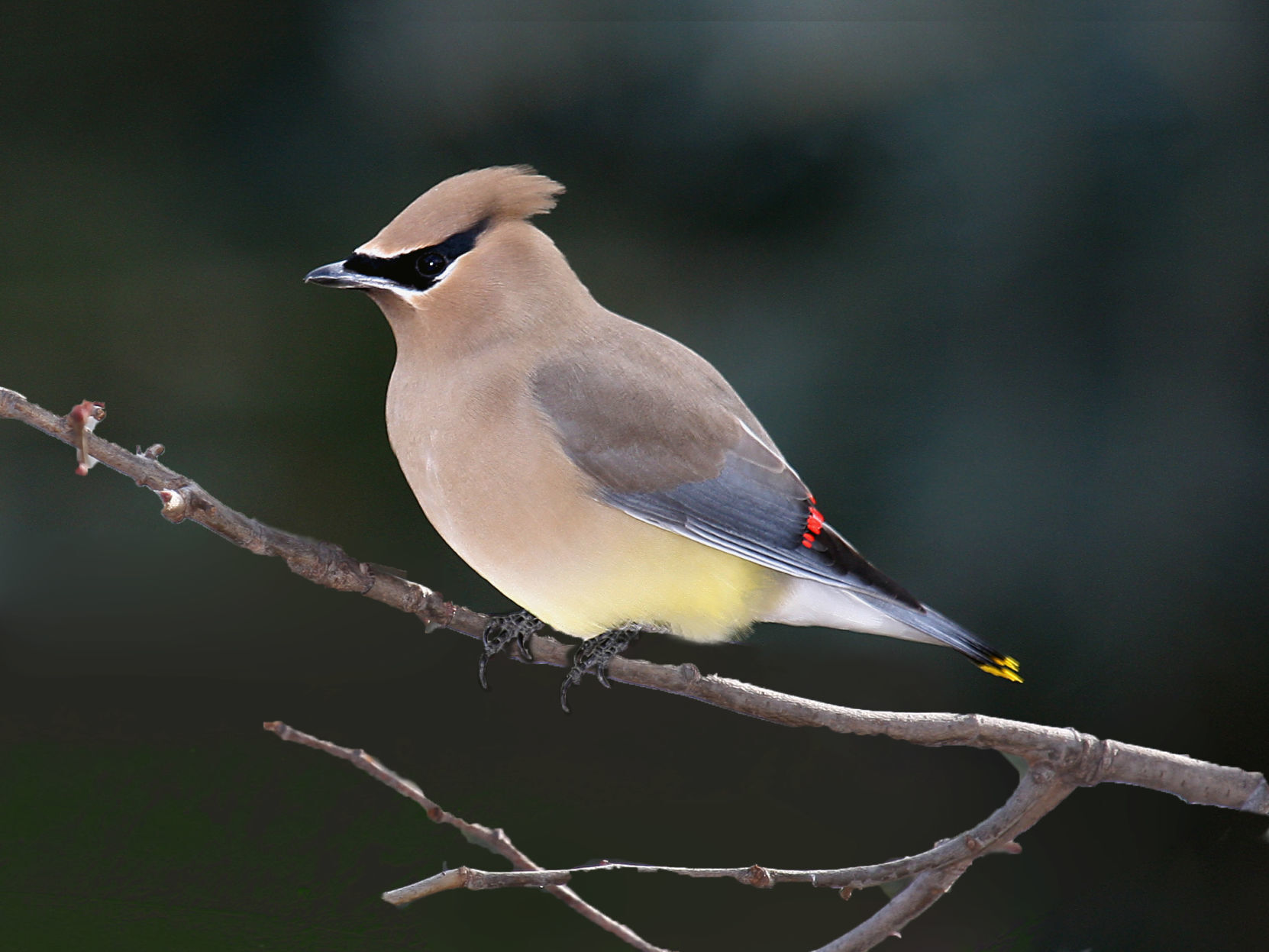 Cedar Waxwing